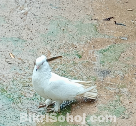 কবুতর বিক্রি হবে
